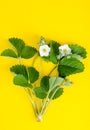 Bush strawberry with white flowers and green leaves on yellow background. Royalty Free Stock Photo