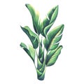 A bush of strelitzia in cartoon style. watercolor illustration. An isolated object from the SURFING collection. For