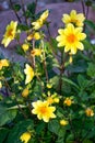 Bush of summer dahlias with yellow flowers