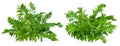 Cut out foliage. Branches of fern plant