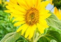 Bush sunflower with the main heads of flowers.. Bee pollinates a flower of a sunflower in the field. Mimicry of insects