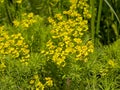 Bright yellow cypress spurge flowers