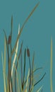 Bush of Swamp Reed on a Lake