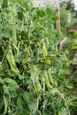 A bush of sweet peas with ripe pods, grown in the garden. Growing peas outdoors and blurred background. Royalty Free Stock Photo