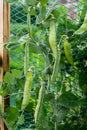 A bush of sweet peas with ripe pods, grown in the garden. Growing peas outdoors and blurred background. Royalty Free Stock Photo