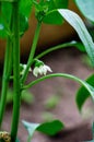 A bush of sweet pepper with white flowers in a greenhouse Royalty Free Stock Photo