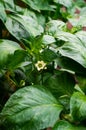A bush of sweet pepper with white flowers in a greenhouse Royalty Free Stock Photo