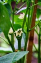 A bush of sweet pepper with white flowers in a greenhouse Royalty Free Stock Photo
