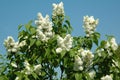 Blooming bush of syringa lilac