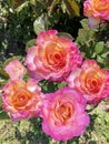 Bush of tea-hybrid rose. Yellow and pink roses. Royalty Free Stock Photo