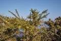 Bush texture with pointed leaves and yellow flowers Royalty Free Stock Photo