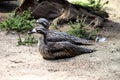 Bush Thick-Knee Royalty Free Stock Photo