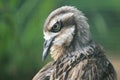 Bush thick-knee Royalty Free Stock Photo