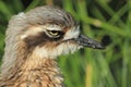 Bush thick-knee Royalty Free Stock Photo