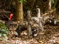 Bush Thick-Knee in Queensland Australia Royalty Free Stock Photo