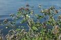 Bush thistles on a blue background close to