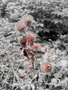 Bush of thistles in garden.