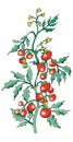 Bush tomato