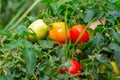 Bush tomatoes ripe in the garden.