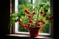 Bush with tomatoes on the windowsill, vegetable seedlings at home, your own vegetables at home