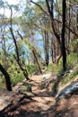 Bush Track in Ku-ring-gai Chase National Park Royalty Free Stock Photo