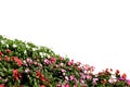 Bush tree, Beautiful flower garden, Colourful flowers in full bloom for landscaping on white background.