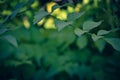 Bush tree branch with green leaves on blurred background with spring freshness