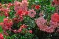 Bush tree bud of pink roses blooming flowers in park in garden in summer as natural botanical floral wallpaper background Royalty Free Stock Photo