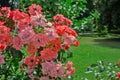 Bush tree bud of pink roses blooming flowers in park in garden in summer as natural botanical floral wallpaper background Royalty Free Stock Photo