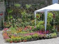 Plants Nursery Garden