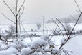 Branches winter snow landscape, Vielsalm, Ardens, Belgium