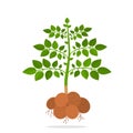 Bush tuber and green potatoes. concept of harvest and ripe vegetables