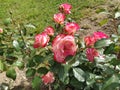 Bush of two-tone white-pink roses in the rose garden. Hybrid Tea Rose Sweetness. Delicate petals. A few flowers. Greeting card Royalty Free Stock Photo