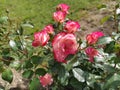 Bush of two-tone white-pink roses in the rose garden. Hybrid Tea Rose Sweetness. Delicate petals. A few flowers. Greeting card, Royalty Free Stock Photo