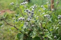 A bush of a two-year-old burdock plant Arctium lappa in a natural environment. Royalty Free Stock Photo