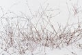 Bush under snow Royalty Free Stock Photo