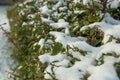 Bush under snow Royalty Free Stock Photo