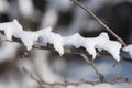 Bush under snow Royalty Free Stock Photo