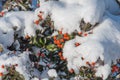 Bush under snow Royalty Free Stock Photo