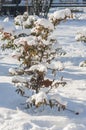Bush under snow Royalty Free Stock Photo
