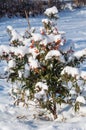Bush under snow Royalty Free Stock Photo