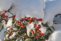 Bush under snow Royalty Free Stock Photo