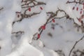 Bush under snow Royalty Free Stock Photo
