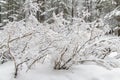 Bush under snow Royalty Free Stock Photo