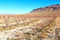 bush in valley morocco africa vines Royalty Free Stock Photo