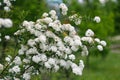 Bush Vanhoutte spirea Spiraea x vanhouttei