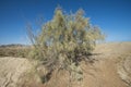 Bush vegetation on sand dune in desert Royalty Free Stock Photo