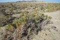 Bush vegetation on sand dune in desert Royalty Free Stock Photo