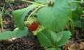 The bush is very tasty sweet strawberries