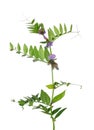 Bush vetch (Vicia sepium) Royalty Free Stock Photo